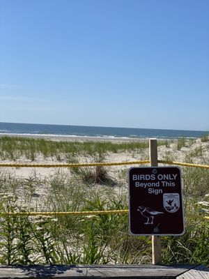 Cape May National Wildlife Refuge by null