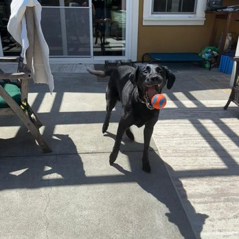 Analy Veterinary Hospital - Veterinarians Near Me - Sebastopol, California