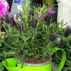 Today's Florist - Lavender plants.
