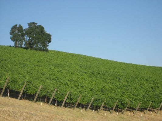 Alta Colina Vineyard & Winery by null