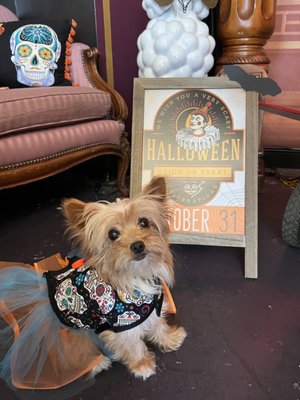 Fur-Kids Boutique by null