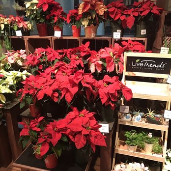 The Fresh Market - Poinsettias for Christmas! - Grocery Near Me - Southern Pines, North Carolina