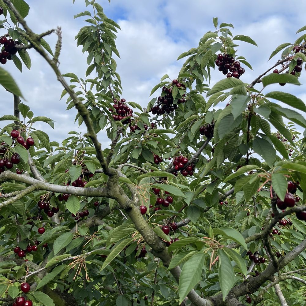 Cherry Avenue Farms - a cherry tree full of ripe cherries - Farmers Market Near Me - Lincoln, Ontario Cherry Avenue Farms - a cherry tree full of ripe cherries - Farmers Market Near Me - Lincoln, Ontario