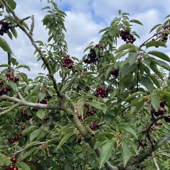 Cherry Avenue Farms - a cherry tree full of ripe cherries - Farmers Market Near Me - Lincoln, Ontario Cherry Avenue Farms - a cherry tree full of ripe cherries - Farmers Market Near Me - Lincoln, Ontario