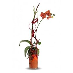 Flowers By Pouparina - A contemporary design of kaleidoscope orchids arrive in a sanded glass cylinder specially crafted for any grand occasion.