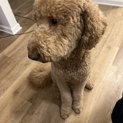 Modern Pet Salon Ballantyne Gift Greeting Cards Email, Text