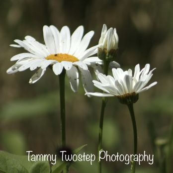 Hallberg Butterfly Gardens - Flowers - Local Flavor Near Me - Sebastopol, California