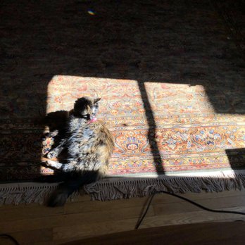 Friendly Green Services - The colors are bright again & smells great! Kitten approved! - Carpet Cleaning Near Me