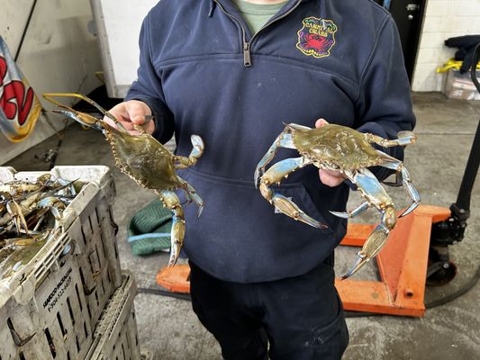 Carnival Crabs by null