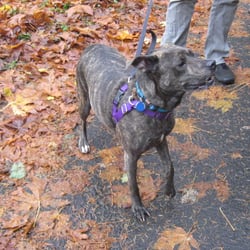 Waterfall Alley - A rambunctious tortoise shell colored critter on the trail at Wahkeena.