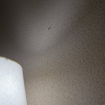 White River Inn and Suites - Insect on wall - Hotels Near Me - Hartford, Vermont