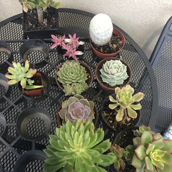 Nick's Nursery - Nurseries & Gardening Near Me - Sun Valley, California Nick's Nursery - Nurseries & Gardening Near Me - Sun Valley, California