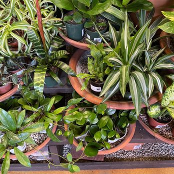 Armstrong Garden Centers - a variety of house plants - Nurseries & Gardening Near Me - Monrovia, California Armstrong Garden Centers - a variety of house plants - Nurseries & Gardening Near Me - Monrovia, California
