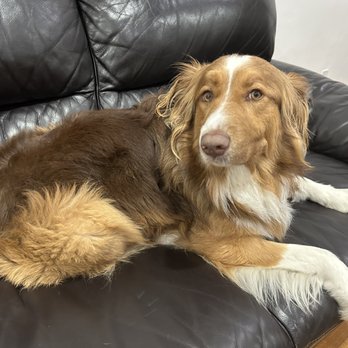 Wuff Dog Training - Pet Training Near Me
