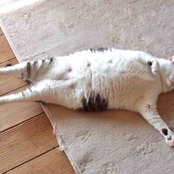 Kenyons Variety - I love there cat they have too!!!
