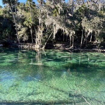 Blue Spring State Park - Manatee season - Parks Near Me - Orange City, Florida