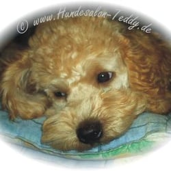 Hundesalon Teddy
