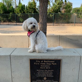 Flora Vista Dog Park - Candy got the park all to herself. - Dog Parks Near Me - Bellflower, California Flora Vista Dog Park - Candy got the park all to herself. - Dog Parks Near Me - Bellflower, California