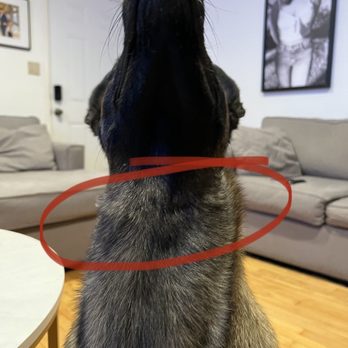 Hudson's Canine Kennels - Scabs around neck from prong collar. - Pet Training Near Me - Anaheim , California Hudson's Canine Kennels - Scabs around neck from prong collar. - Pet Training Near Me - Anaheim , California