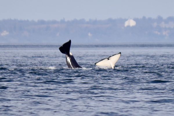 Western Prince Whale Watching Adventures by null