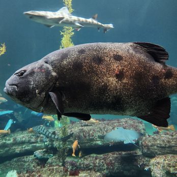Monterey Bay Aquarium - Huge fish - Aquariums Near Me - Monterey, California Monterey Bay Aquarium - Huge fish - Aquariums Near Me - Monterey, California