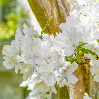 Petty's Irrigation, Landscape and Pest Control - white flowers on a tree - Landscaping Near Me - Tyler, Texas Petty's Irrigation, Landscape and Pest Control - white flowers on a tree - Landscaping Near Me - Tyler, Texas
