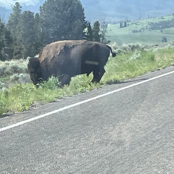 Tauck - Bison - Travel Services Near Me