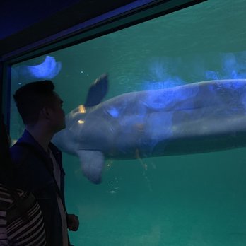 Shedd Aquarium - Belugas! - Aquariums Near Me - Chicago, Illinois Shedd Aquarium - Belugas! - Aquariums Near Me - Chicago, Illinois