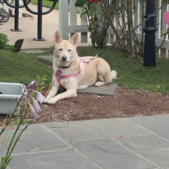 Del Ray Cafe - Precious Angel - French Near Me - Alexandria, Virginia
