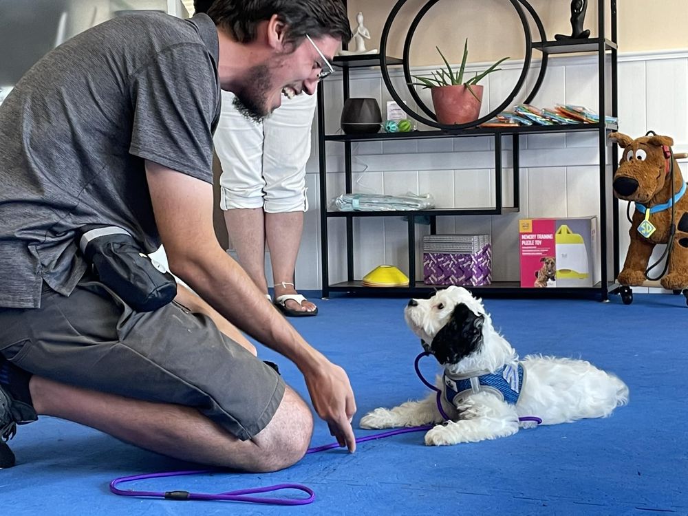 Camp Miracle Paws Image