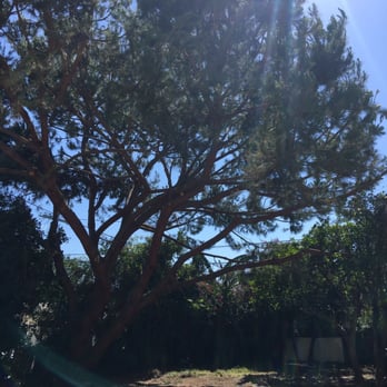 Inexpensive Tree Services - After! See along the bottom of the photo - they trimmed all those smaller trees and cleaned up all the garden waste - Tree Services Near Me - Los Angeles, California