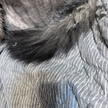 Hurst Animal Clinic - Baby's tail is all matted. - Veterinarians Near Me - Hurst, Texas Hurst Animal Clinic - Baby's tail is all matted. - Veterinarians Near Me - Hurst, Texas