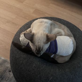 TrueCare for pets - Extremely poorly put together splint with upper leg left completely open and hard ace bandage not even wrapped to the top. - Veterinarians Near Me - Studio City, California TrueCare for pets - Extremely poorly put together splint with upper leg left completely open and hard ace bandage not even wrapped to the top. - Veterinarians Near Me - Studio City, California