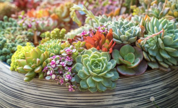 Gardening - We would love to help maintain and enhance your gardening needs on a basis you prefer. Gardening - We would love to help maintain and enhance your gardening needs on a basis you prefer.