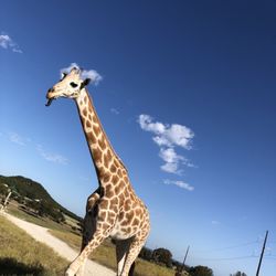 Fossil Rim Wildlife Center - My favorite giraffe with