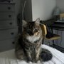 Photo of Feline Fabulous