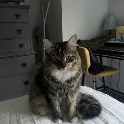 Feline Fabulous - Millie definitely not happy