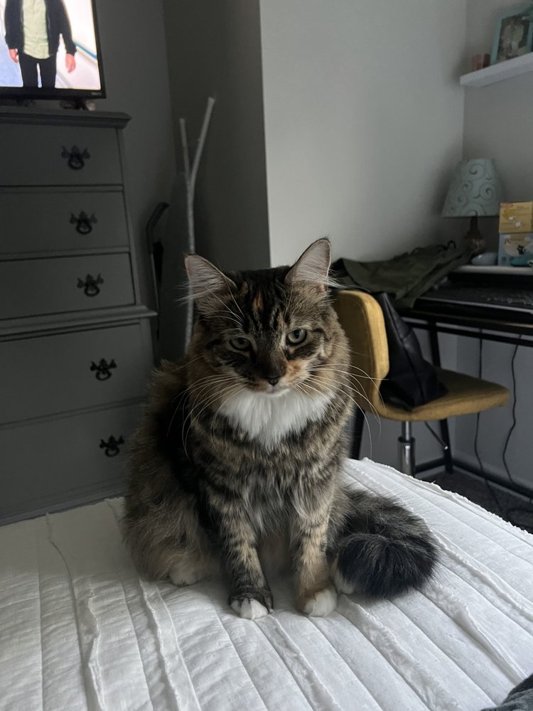 Feline Fabulous - pet boarding facility in Charlotte, NC