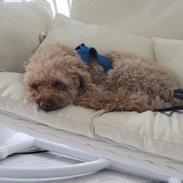 Coffee Poodle