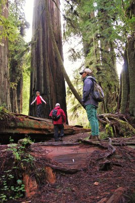 Redwood Adventures by null