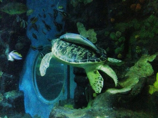 National SEA LIFE Centre Birmingham by null