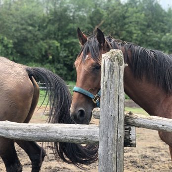 Fallbrook Trail Ranch - Horseback Riding Near Me - Halton Hills, Ontario Fallbrook Trail Ranch - Horseback Riding Near Me - Halton Hills, Ontario