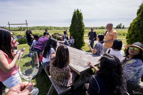 Closson Chase Vineyards by null