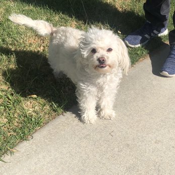 All-Paws Grooming - Before - Pet Groomers Near Me - Bakersfield, California