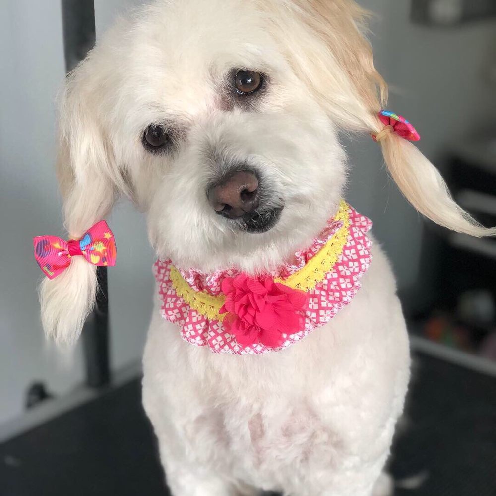 MAGNOLIA GROOMING 263 Photos & 142 Reviews Pet Groomers 18546