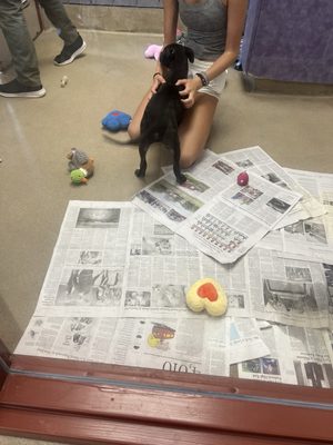 SPCA of Wake County by null