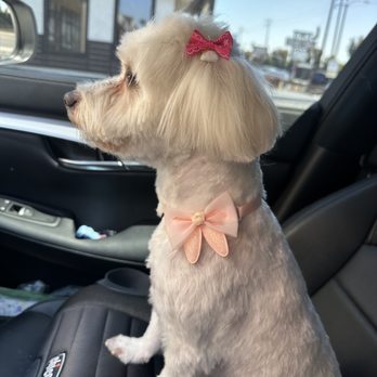Cupid Doggie Spa - Koko just groomed - Pet Groomers Near Me - La Habra, California Cupid Doggie Spa - Koko just groomed - Pet Groomers Near Me - La Habra, California