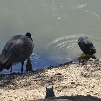 Almaden Lake Park - Close-up of the ducks. The squirrel photo bombed me. - Parks Near Me - San Jose, California