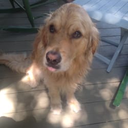 MOP Sandwich shop - Friendly resident dog