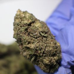 The Lifted Leaf